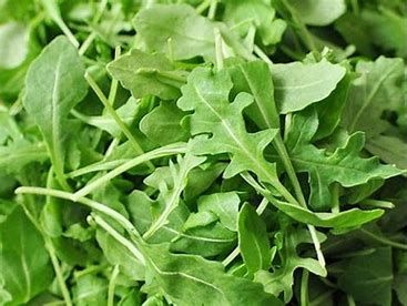 Lettuce- Rocket Coolibah