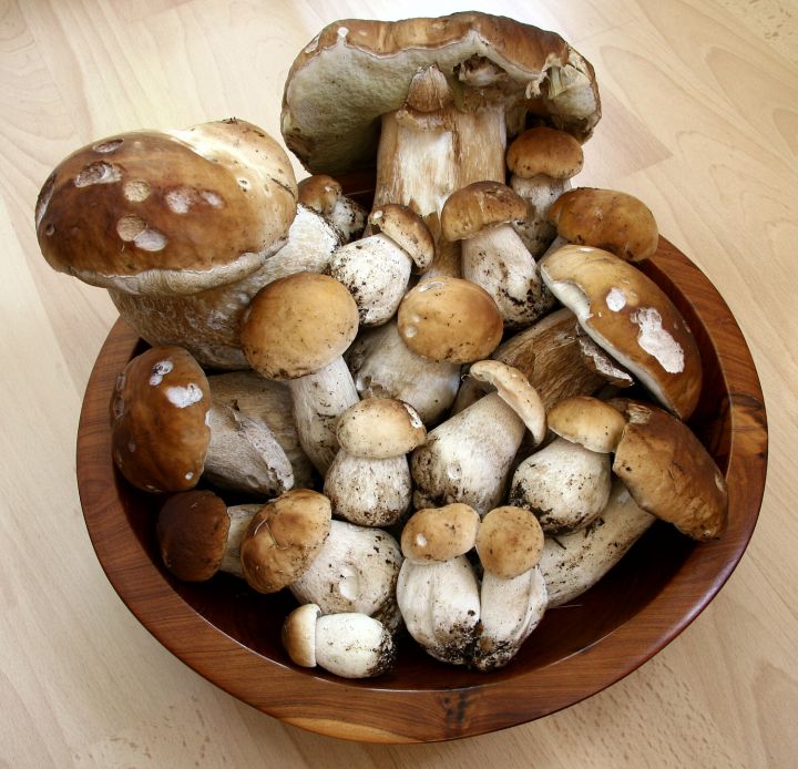 King Brown Mushrooms