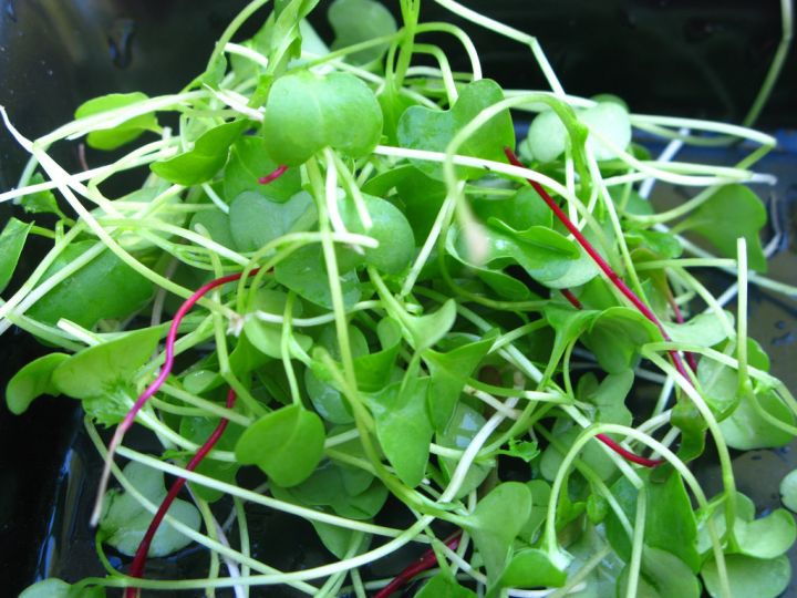Micro Green Salad