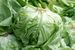 Iceberg Lettuce