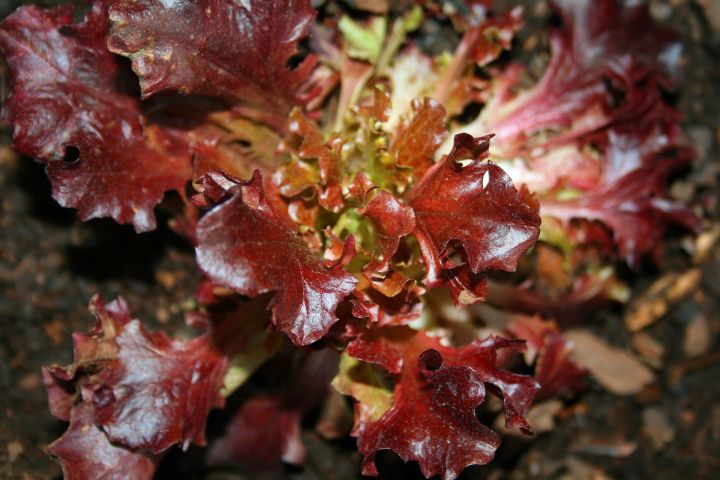 Red Oak Lettuce