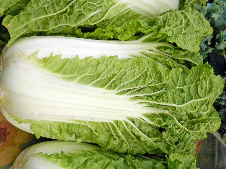 Wombok Cabbage